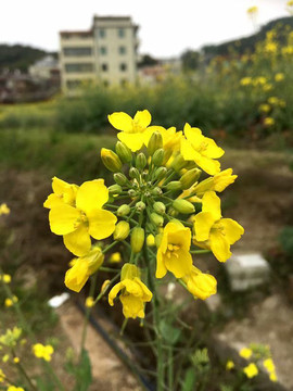 油菜花