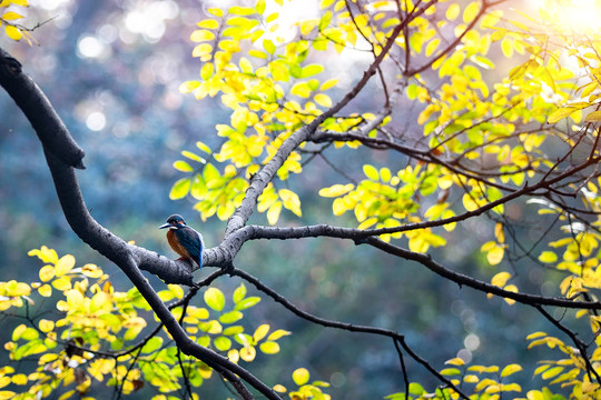 秋天公园里美丽的银杏树和小鸟