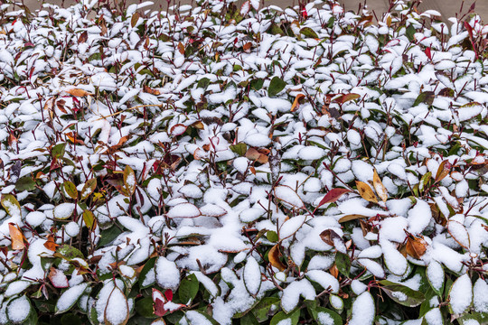 红叶石楠灌木上的雪