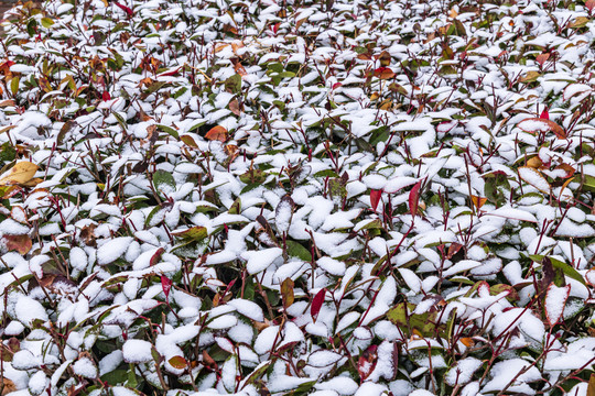 红叶石楠灌木上的雪