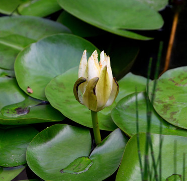 睡蓮蓮花