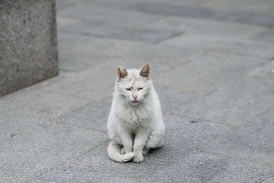 白色流浪猫