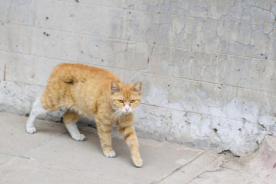 黄色流浪猫