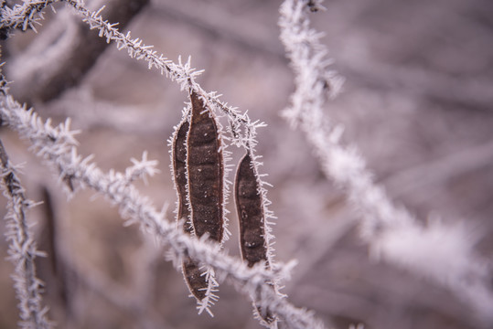 小景雪花