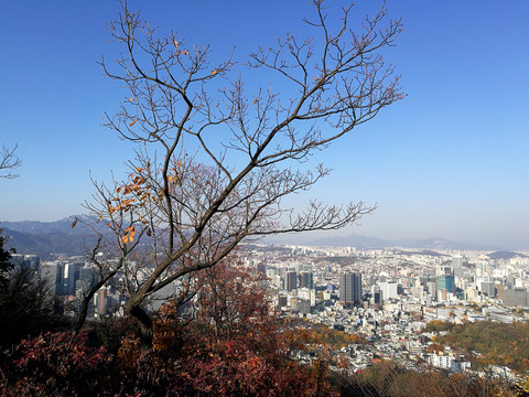 古树和现代化城市