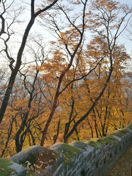 首尔南山秋景