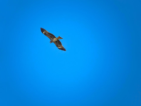 飞翔的鹰