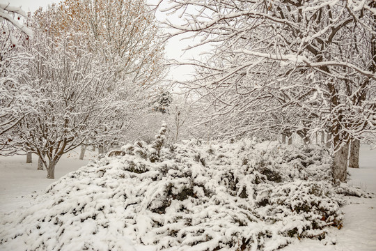 雪景