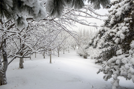 雪景