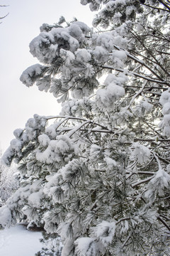 雪景