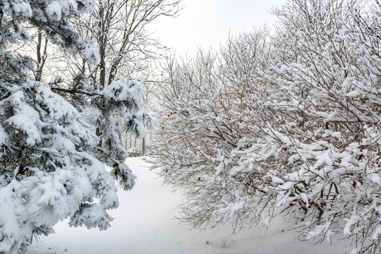 雪景