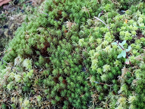 高原地面的胎草