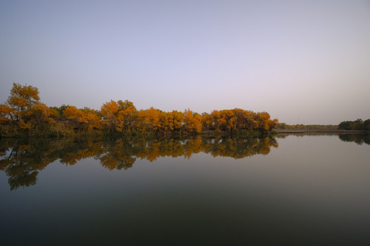 深秋胡杨林