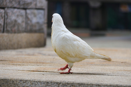 白色鸽子