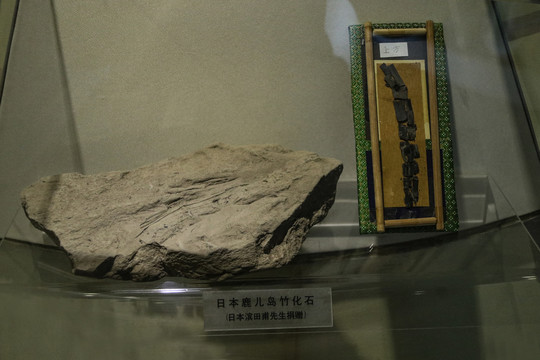 竹子化石