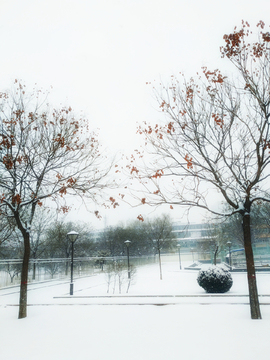 雪景