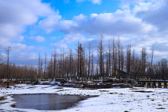 雪景