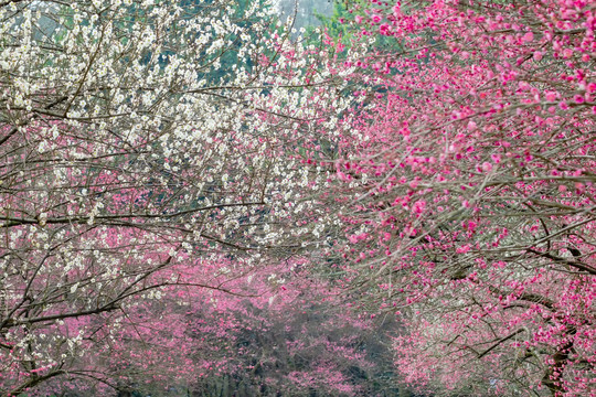 梅花梅林