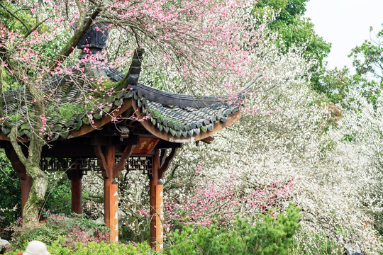 杭州植物园灵峰探梅香雪亭与梅花