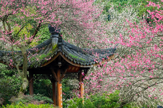 杭州植物园灵峰探梅香雪亭与梅花