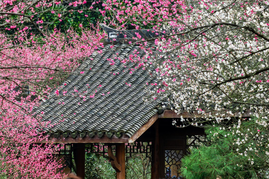 中式建筑灰瓦屋顶与梅花