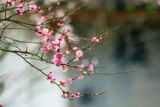 一簇盛开的红色梅花