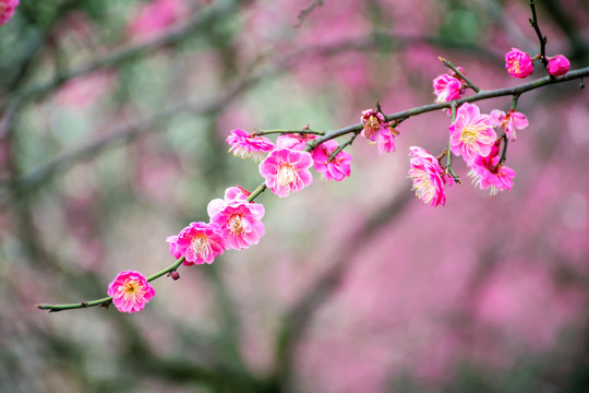 梅花红梅