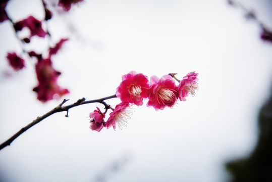 梅枝梅花