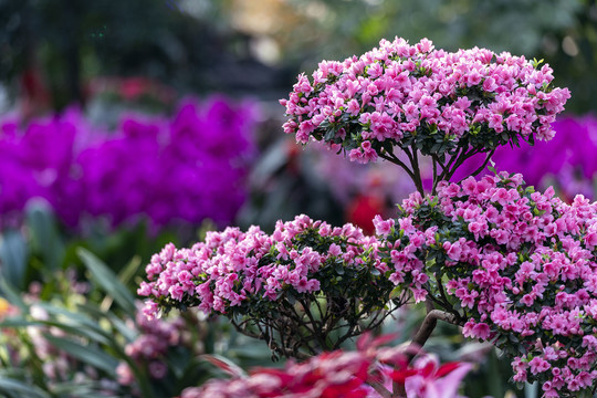 一棵蜡质杜鹃花