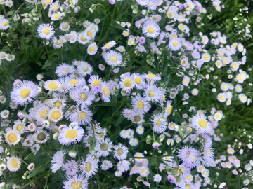 浪漫浅紫色野菊花