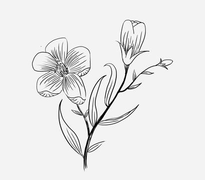 亞麻籽花