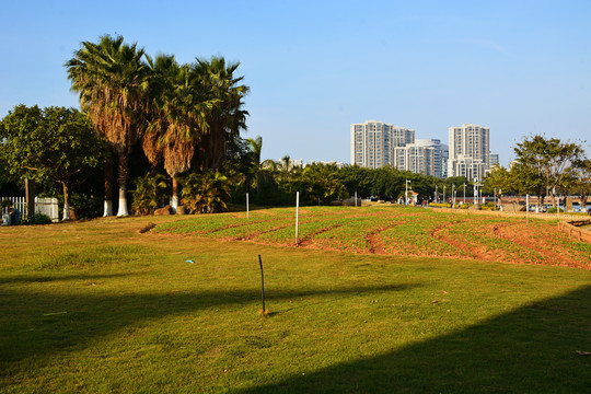 五缘湾绿地风景