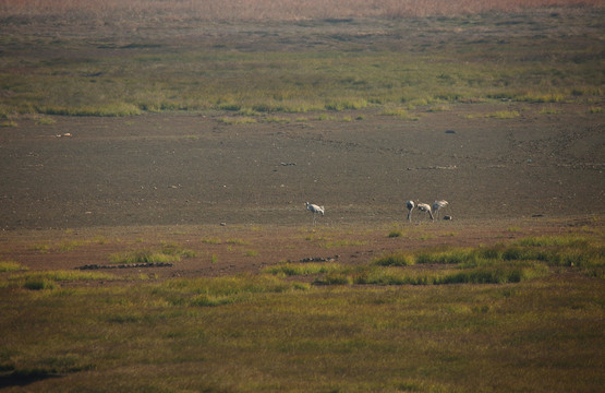 四只灰鹤在平原草地