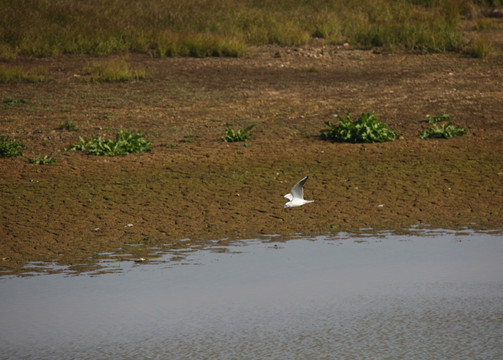 鄱阳湖平原上的红嘴鸥