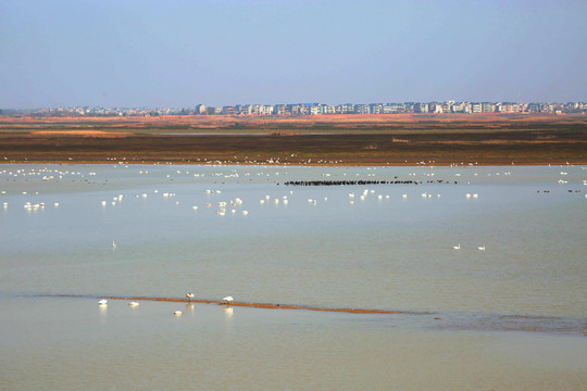 鄱阳湖候鸟风景