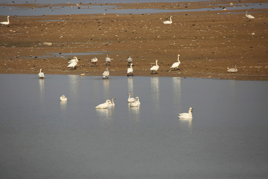 鄱阳湖的小群小天鹅