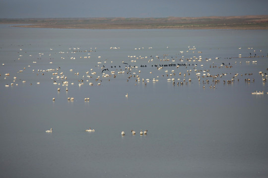 鄱阳湖候鸟混群