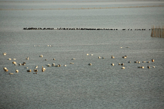 鄱阳湖候鸟线普通鸬鹚和小天鹅