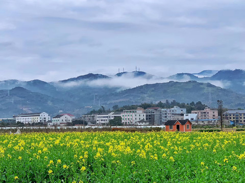 农村的油菜花