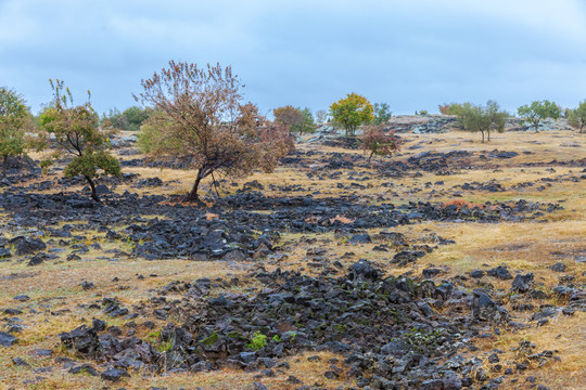 黑龙江镜泊湖火山熔岩枫树18