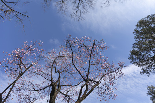 梅花与蓝天