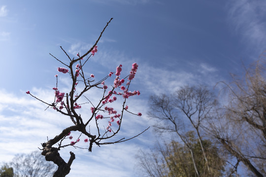 梅花与蓝天