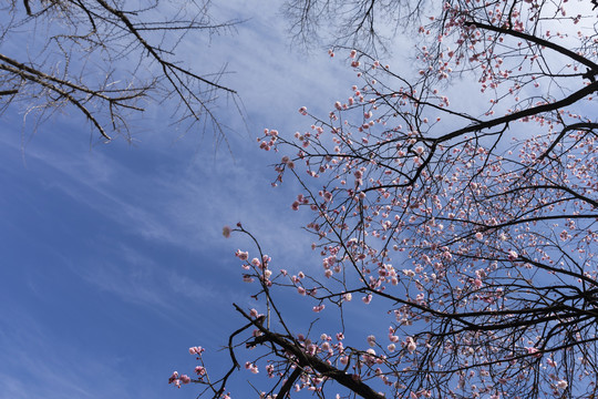 梅花与蓝天