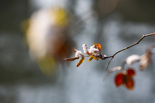 雪压红叶