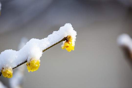 雪后腊梅