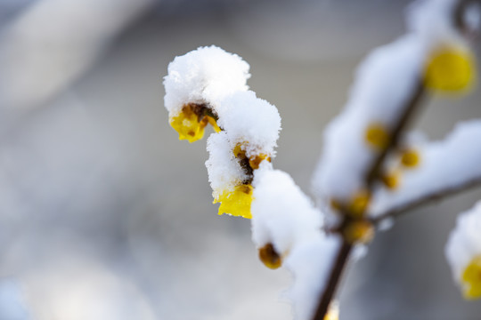 雪后腊梅