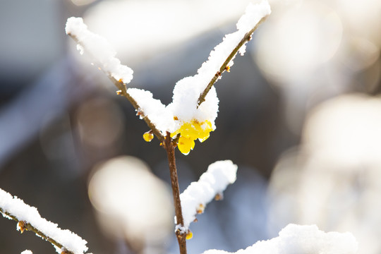 雪压腊梅