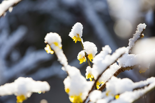 雪后腊梅