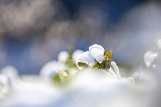 梦幻雪景