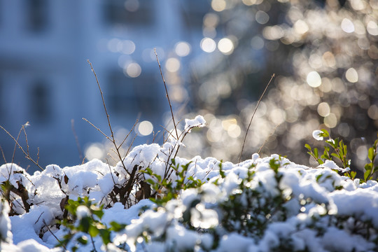 雪压冬青